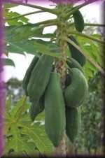 Papaya